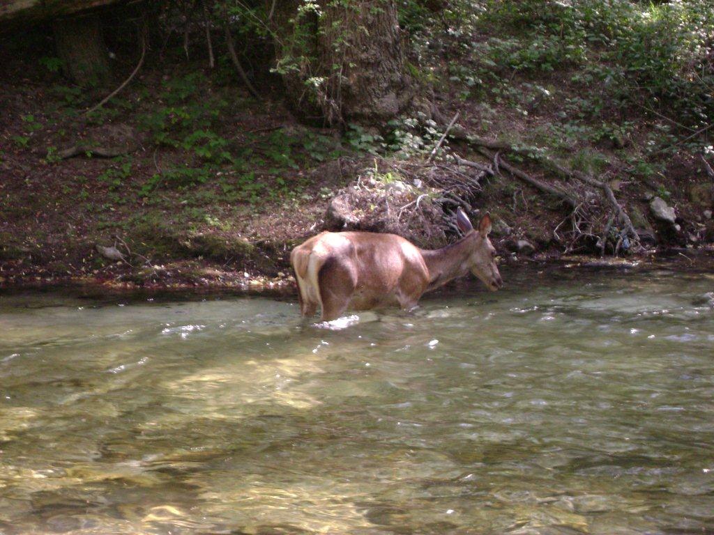 Cerva che fa il bagno...e non solo...!